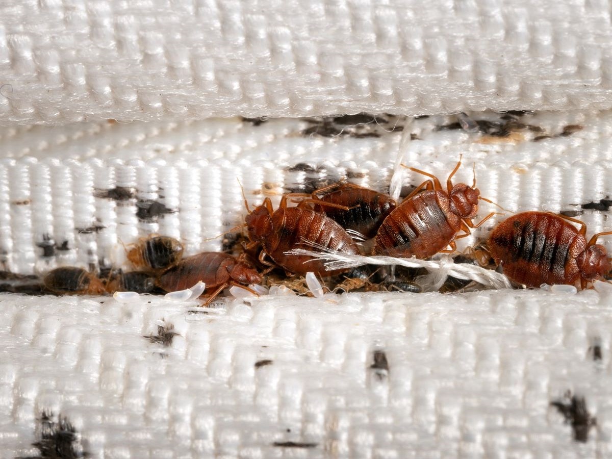 Bed Bugs Heat Treatment London