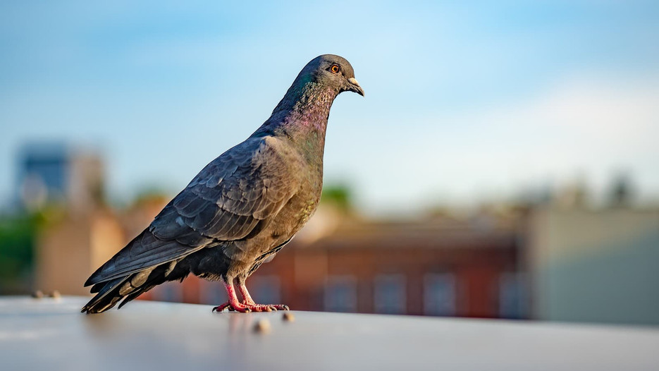 Bird Control London