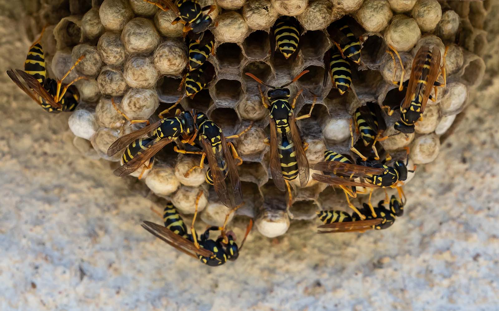 Wasp and Hornet Control