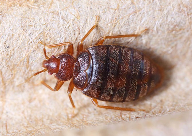 Bed Bug Eradication London
