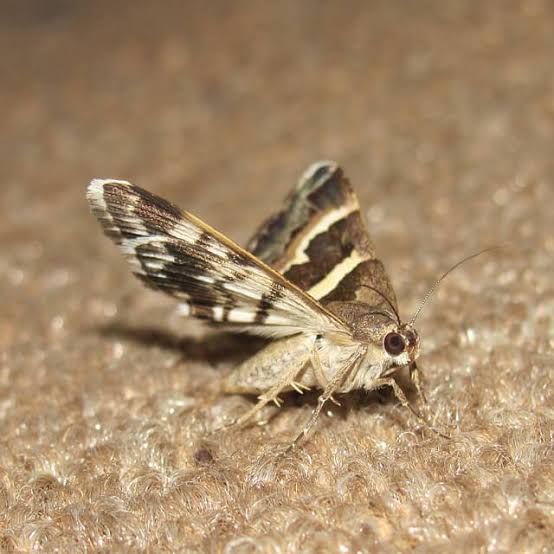 Moth Control London